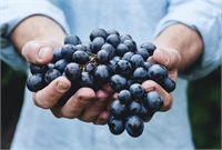 Over 1,000 metres: wines that touch the sky