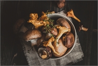La grande bouffe. Mushrooms, the spirit of the high mountains